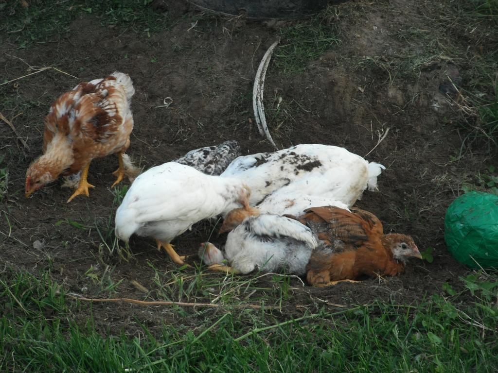 Pergolese Agritur Ai Masi 빌라 외부 사진